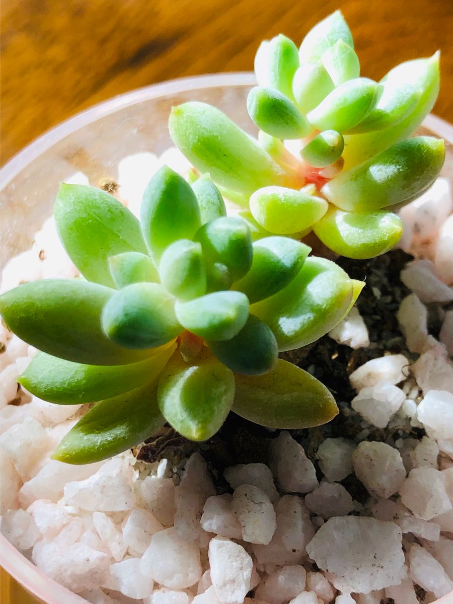 11/1 パキフィツム・千代田の松  # Pachyphytum