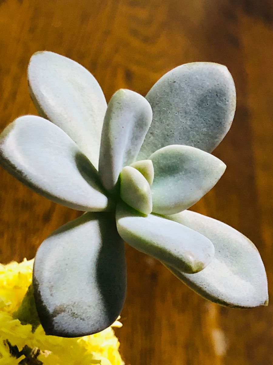 パキフィツム・月花美人  # Pachyphytum