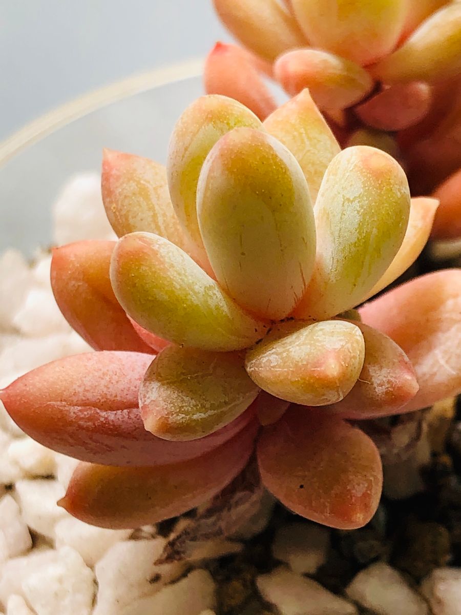 パキフィツム・千代田の松  # Pachyphytum