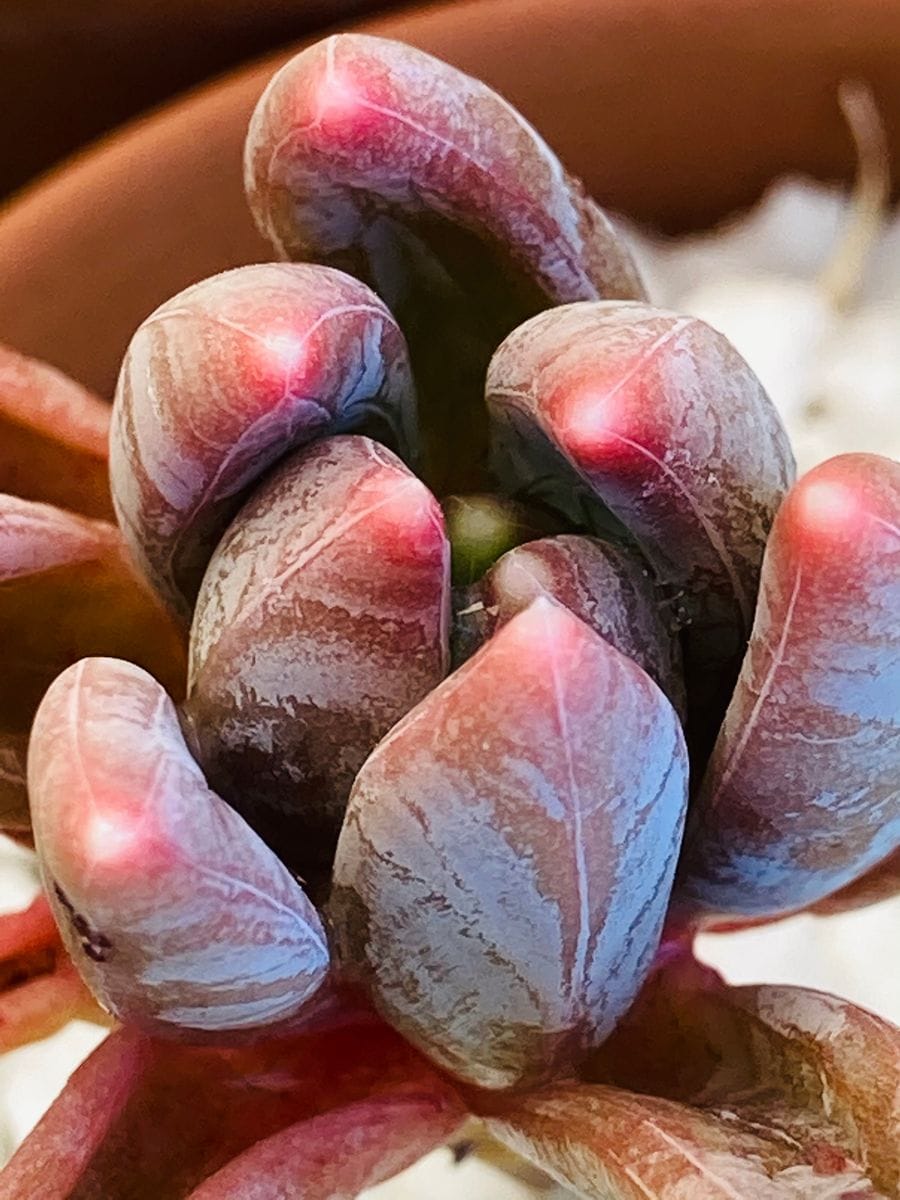 パキフィツム・千代田の松 ぷくぷくしています‼︎  # Pachyphytum