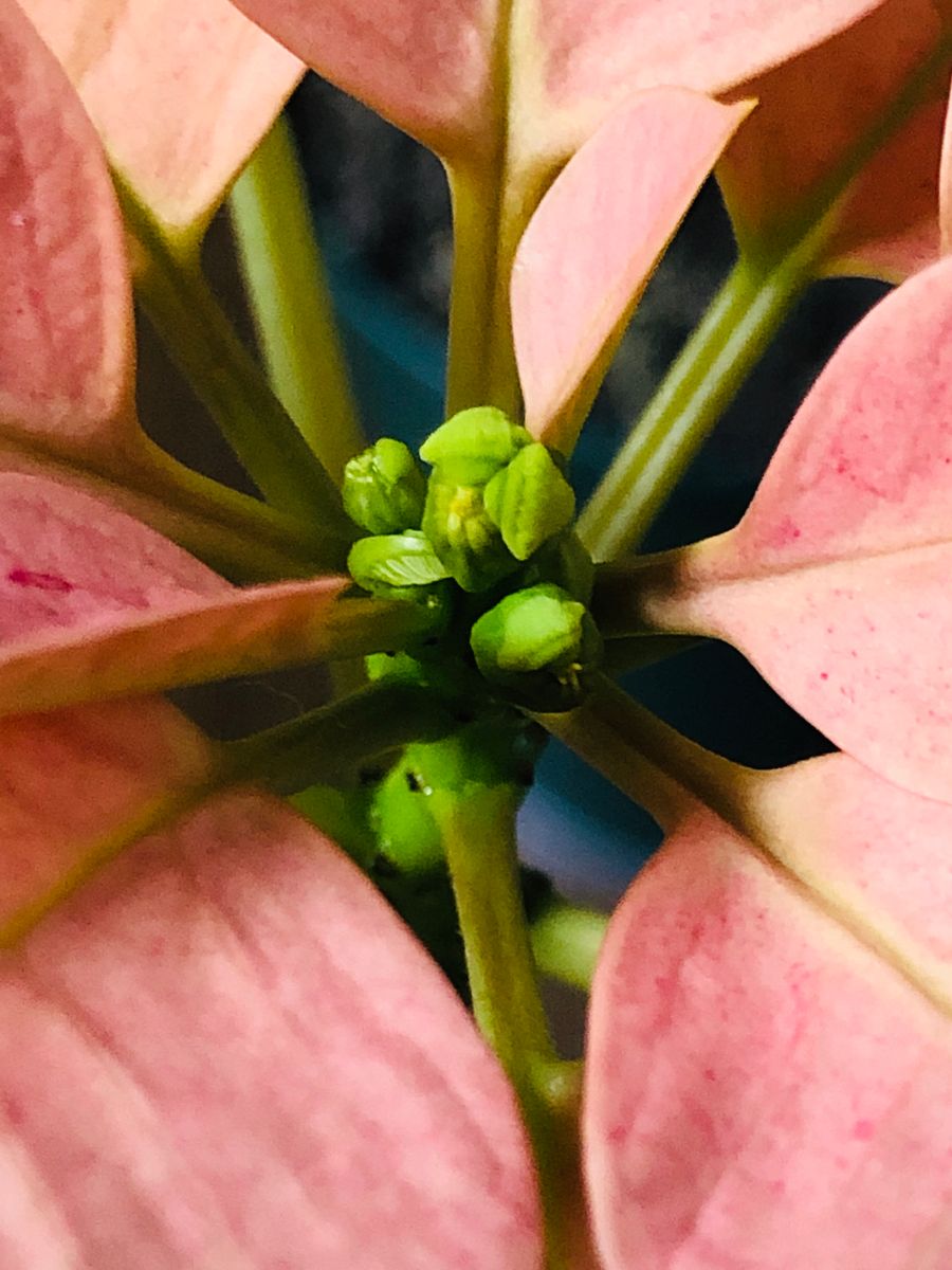 ポインセチア・ゴールド  # Euphorbia pulcherrima 'Gold'