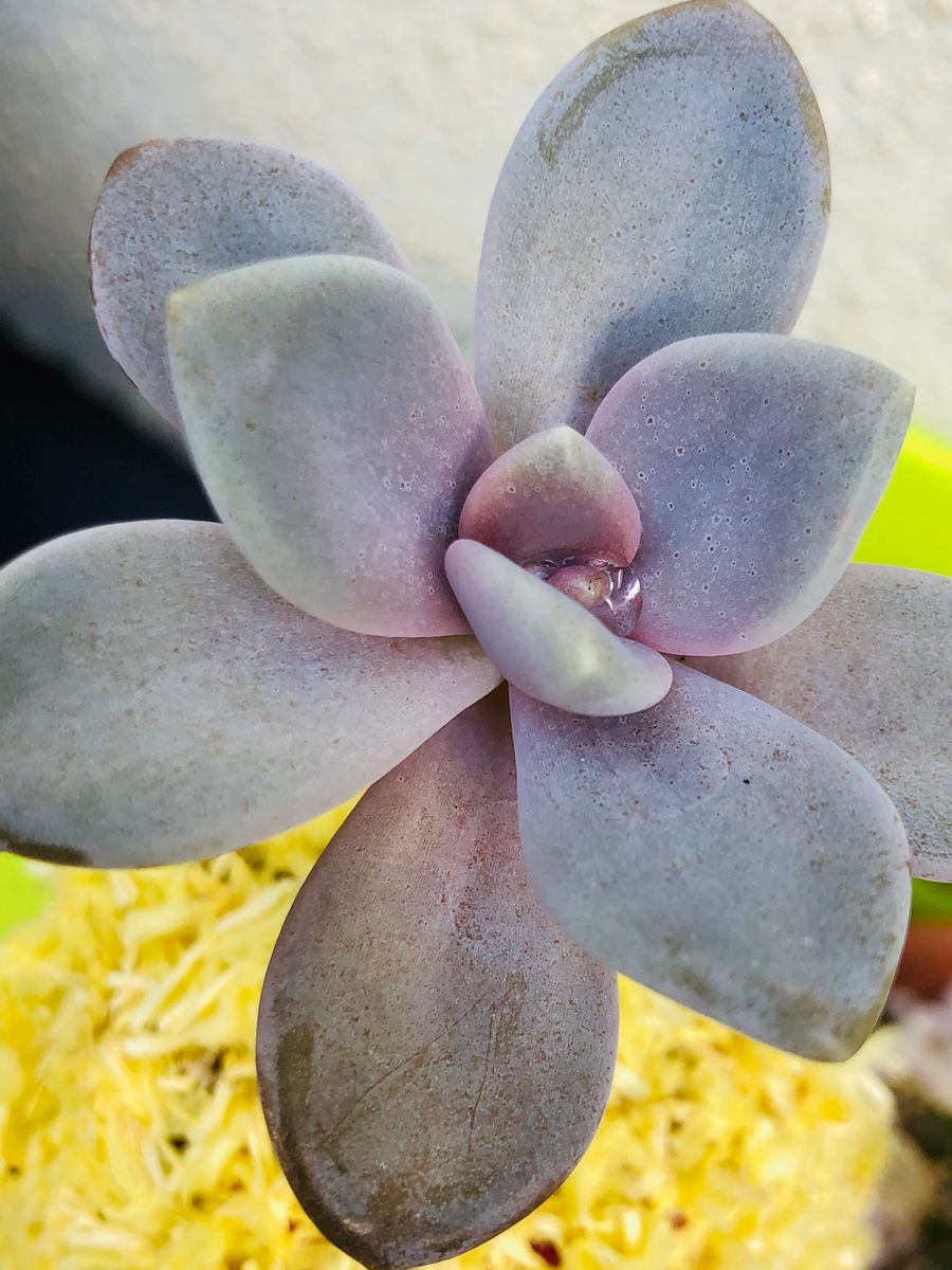 パキフィツム・月花美人  # Pachyphytum