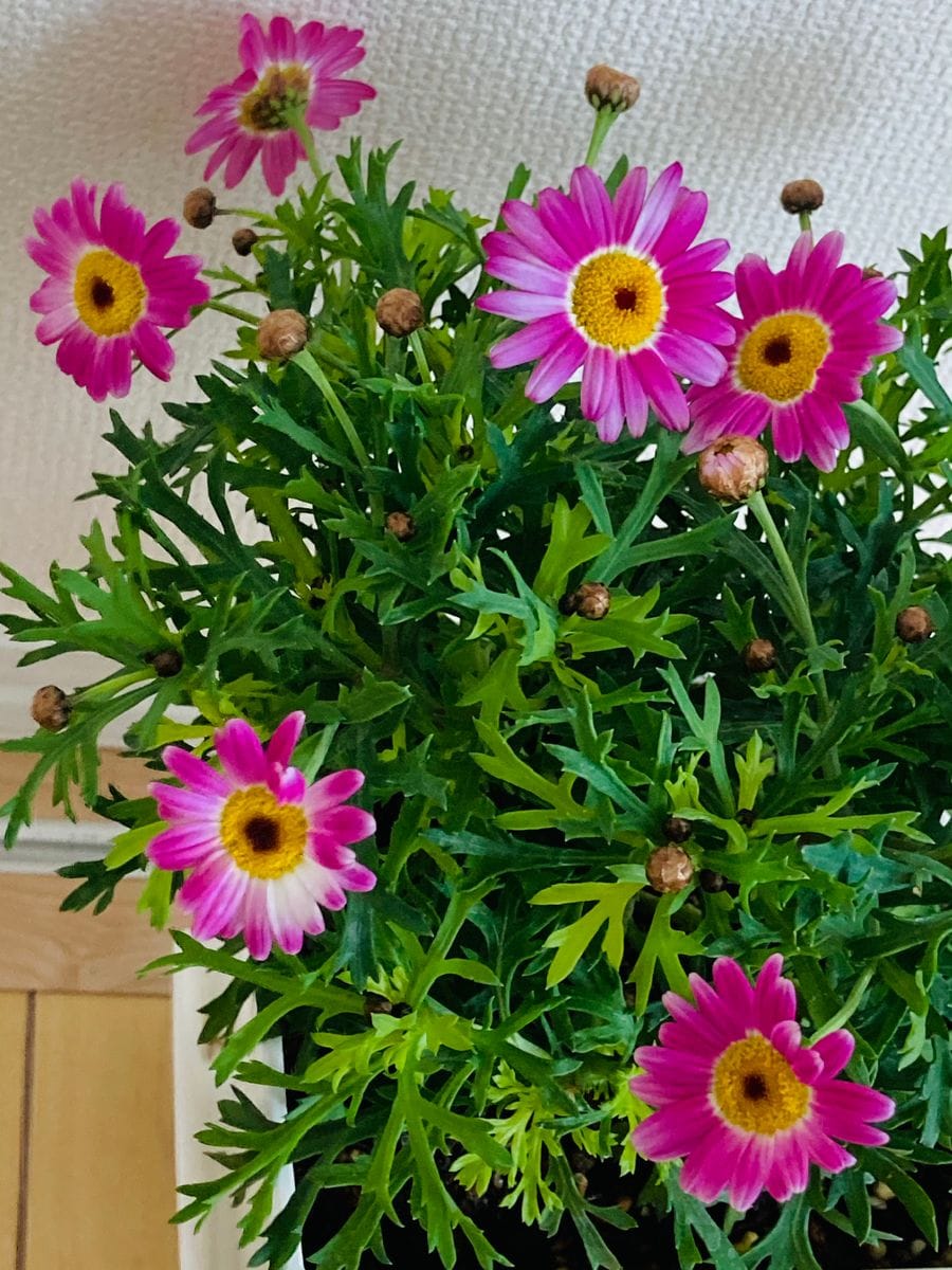 マーガレット・マルスレッド  # Argyranthemum