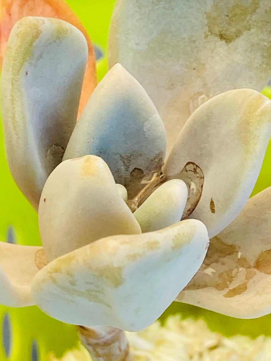 パキフィツム・月花美人 暫く見ないうちに…  # Pachyphytum