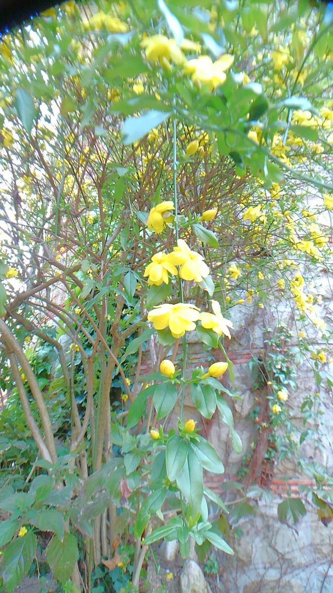 グラバー園の近くの祈りの丘美術館に咲いていた黄色いお花です。 名前が分かりません