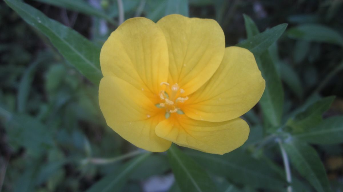 ミズキンバイの花です。