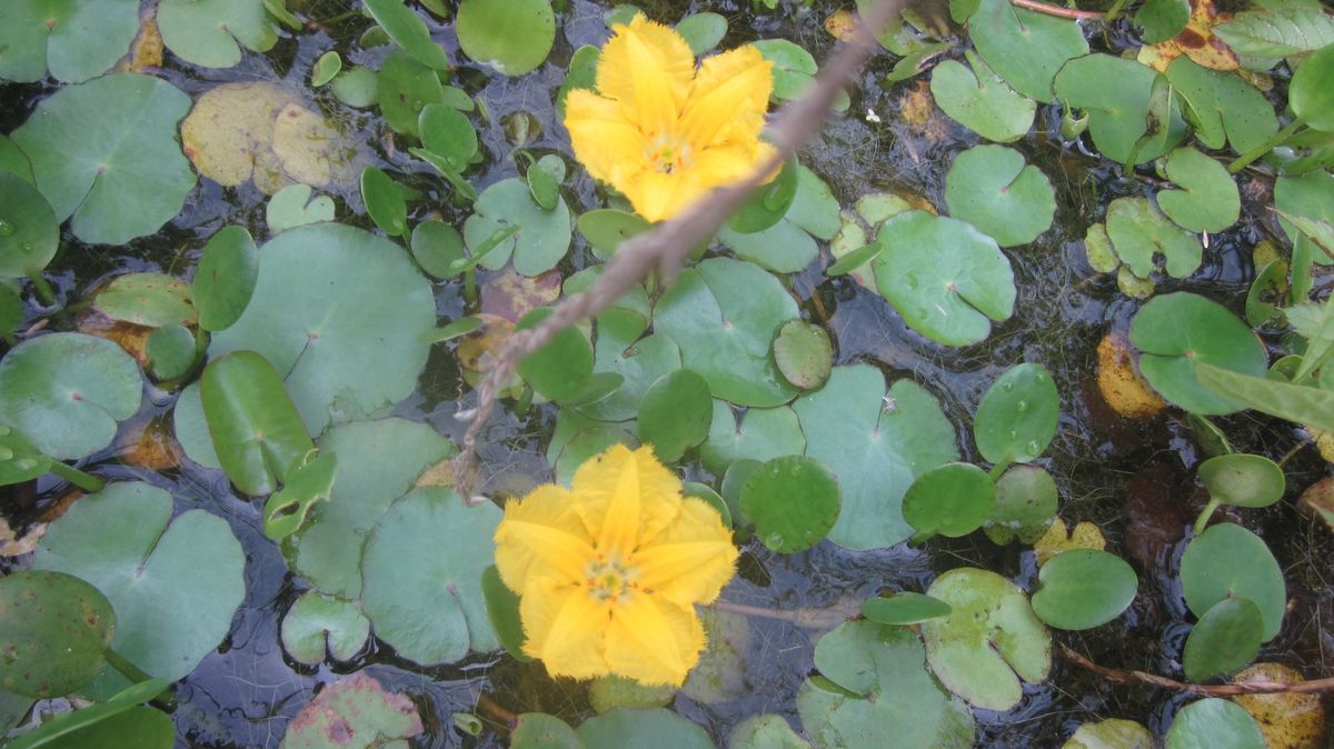 アサザの花。