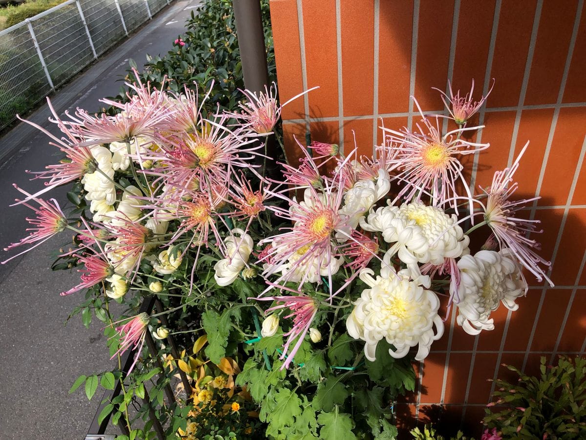 菊 寄せ植え。