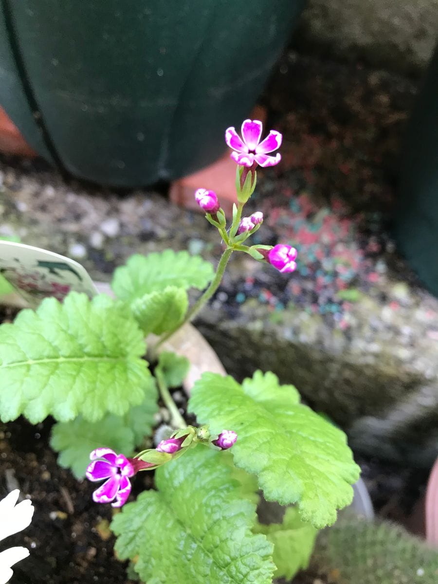 『南京小桜』桜草の中で小さなお花です。