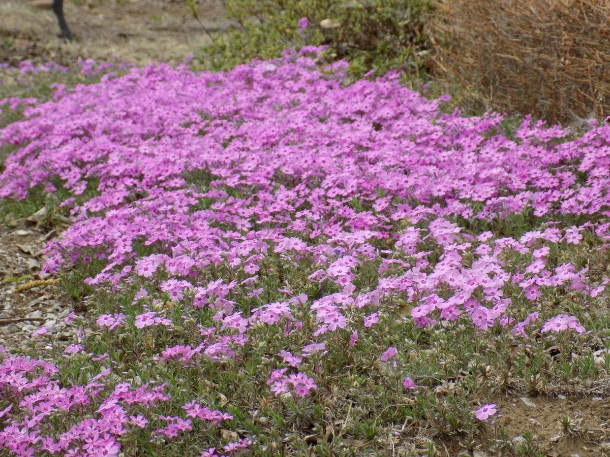  今年は2週間くらい早く芝桜が庭の片隅で満開になりました。 ピンク、白、赤、紫の花