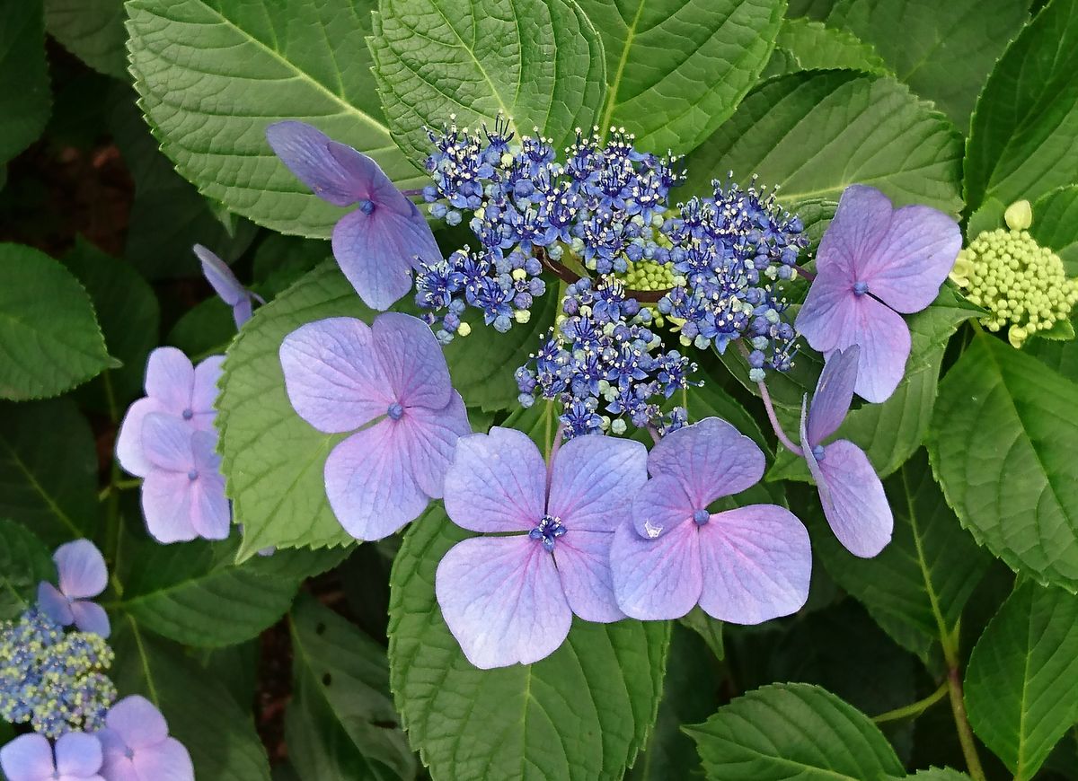 葉山の紫陽花の名所といえば、その名も「あじさい公園」(笑) 鎌倉のような混雑とは無