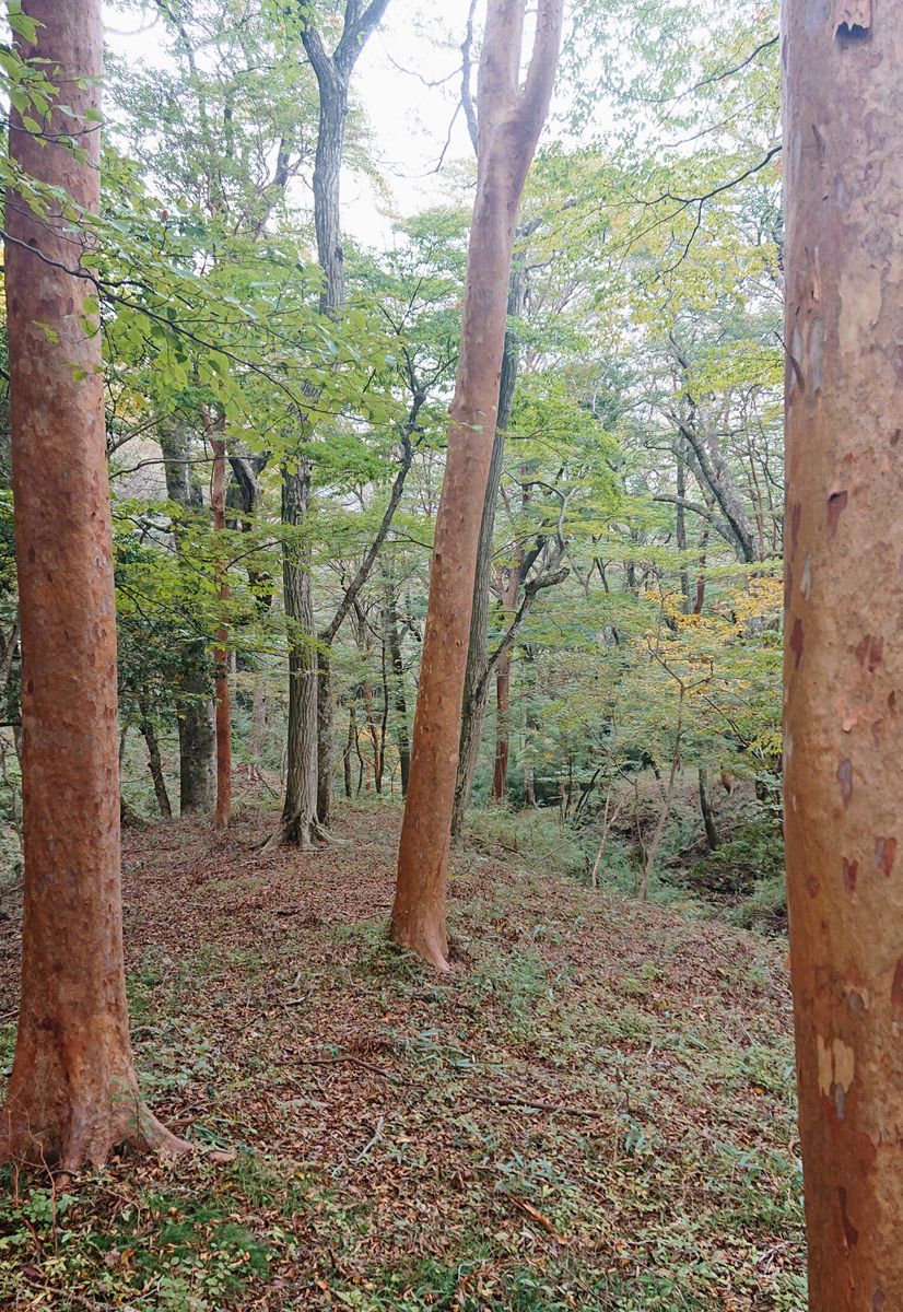 幹の色が秋の森林に映えますね  「箱根ポーラ美術館」敷地内の遊歩道には、大きなヒメ