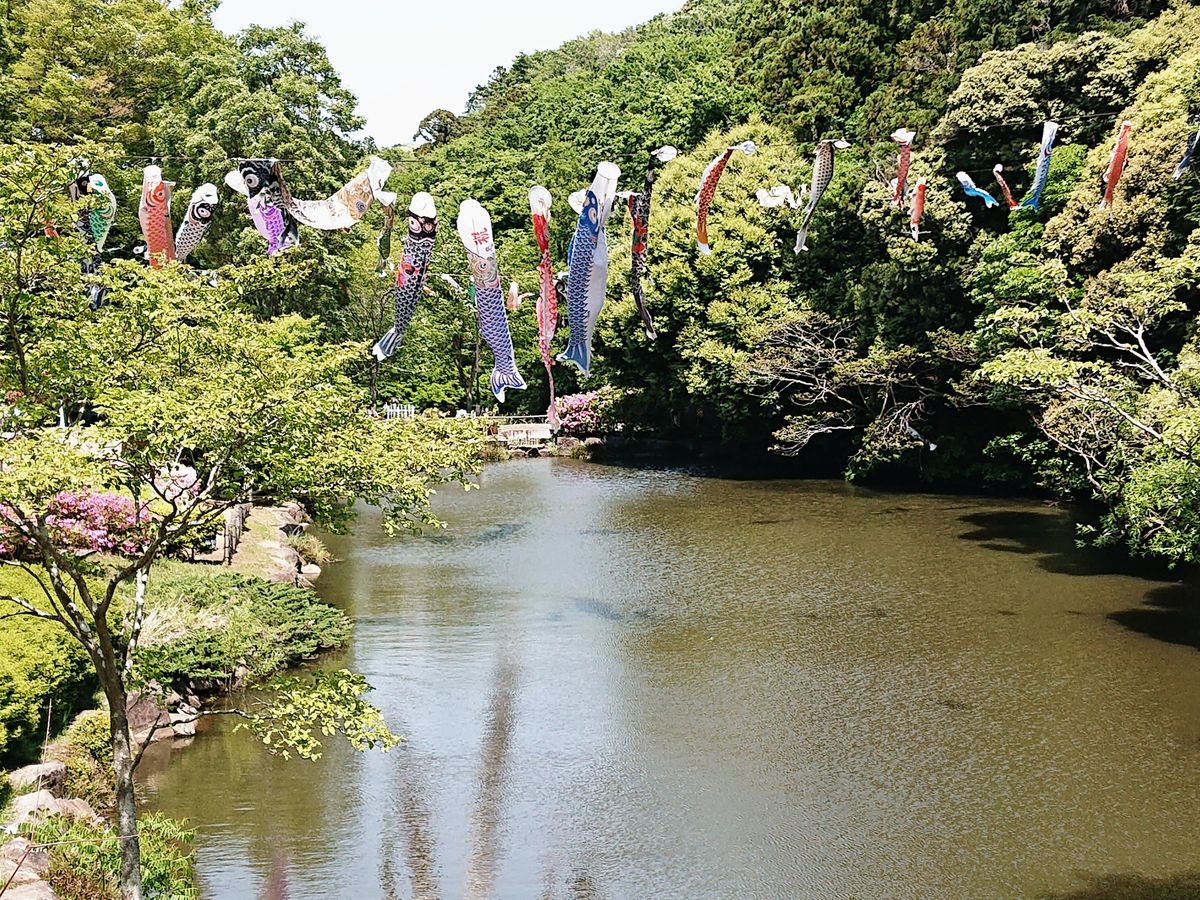 「鎌倉中央公園」鯉のぼりも気持ち良さそうです😃