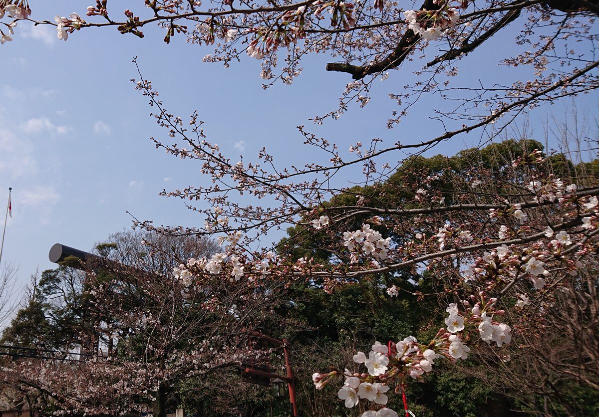 昼休みに散歩してます 靖国神社前の桜。後ろに鳥居が見えます。
