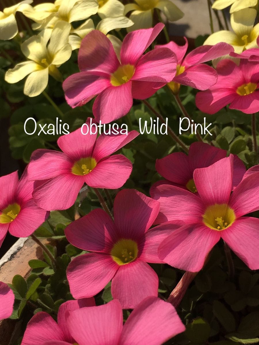 オキザリスの写真 by kaachan Oxalis  obtusa  Wild  Pink