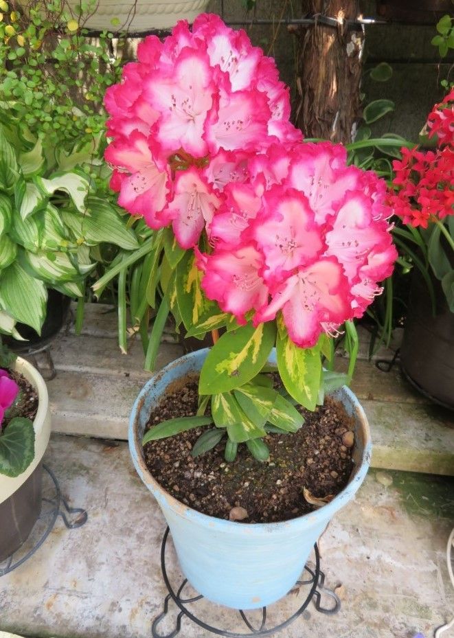 🌻プレジデント・ルーズベルトの西洋シャクナゲの花...昨日柱サボテンの寄せ植えを新た