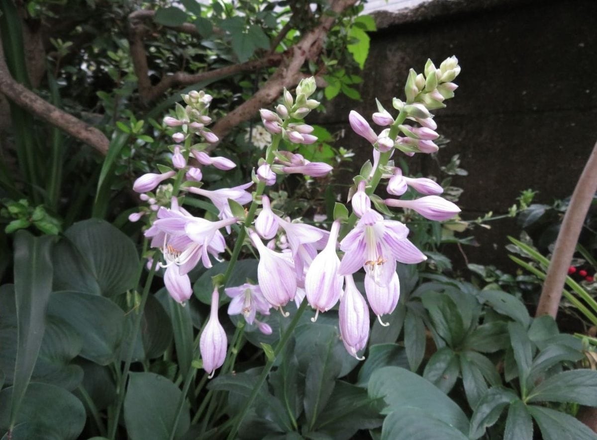 3⃣🌻庭先側面に植えている雨あがりの日で見たギボウシ（ホスタ）の花...たくさんの花と