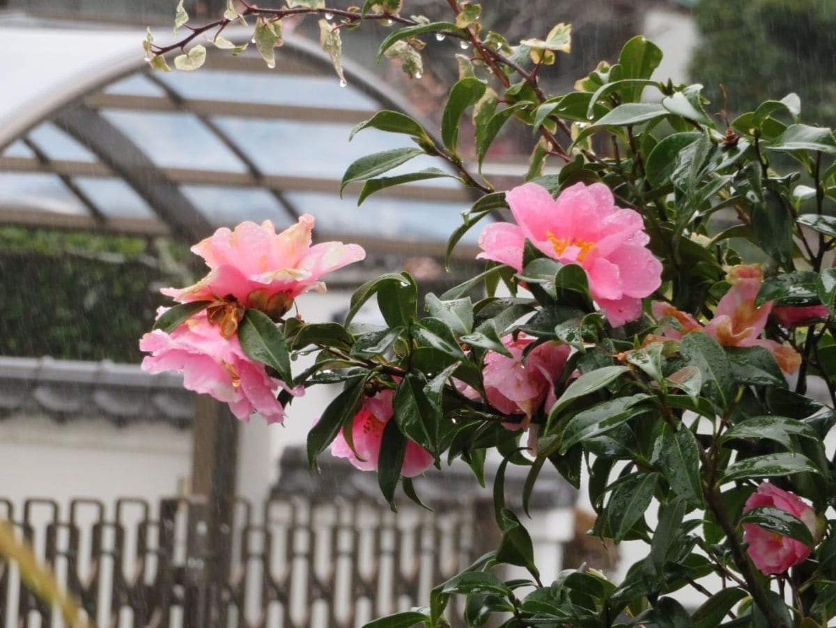 咲き始めて丸２ヵ月玄関先のツバキの花...雨降る中で今日も咲き続けている