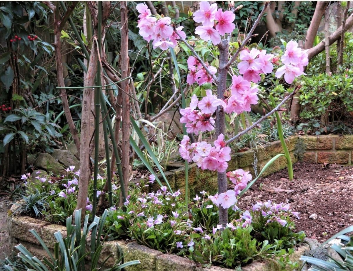 3⃣ブルーベリーの側で、🌸陽光桜の周りには似た小さな花を咲かせるムラサキサギコケ(鷺