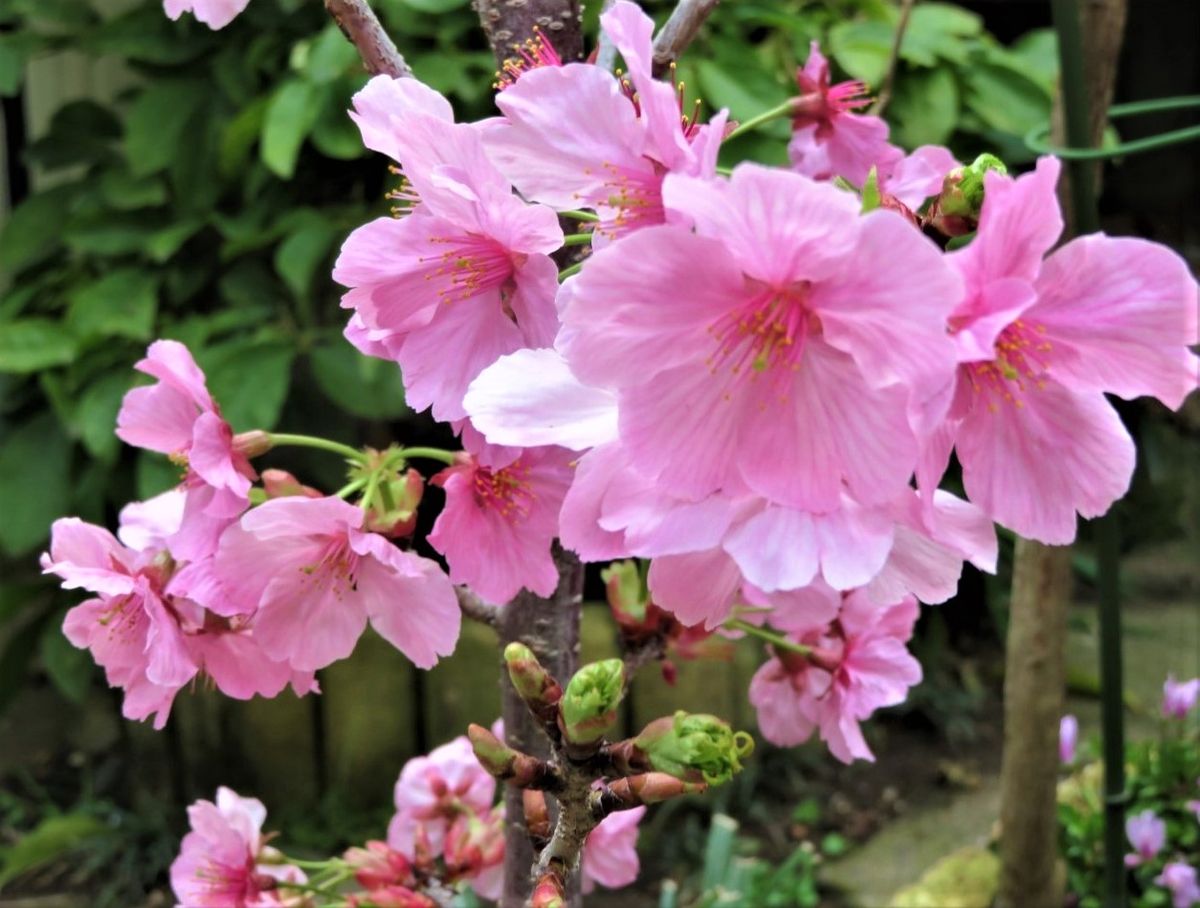 2⃣🌸陽光桜（ヨウコウザクラ）は平和のシンボル...バラ科サクラ属の落葉小高木で、「里