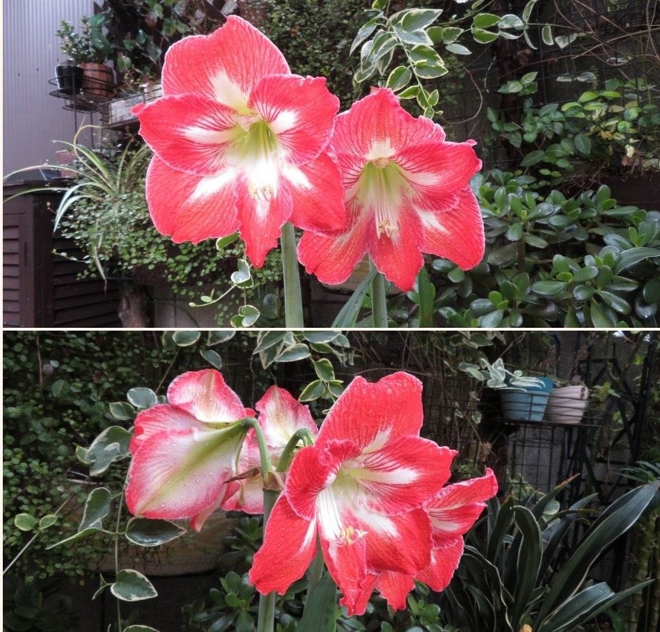 🌻庭先の花では、最も大きな花びらのアマリリス...📷上では２つ仲良く並んでいる姿 📷下