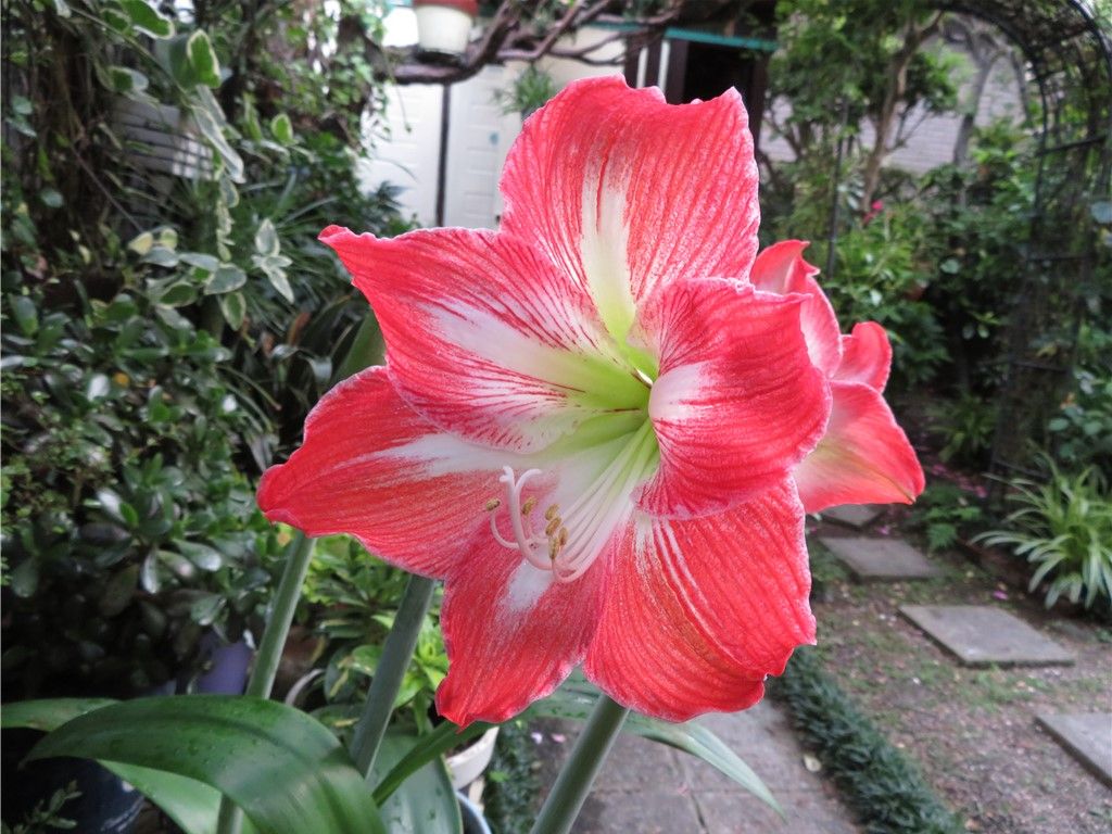 今が一番安定しいるアマリリスの花...今年は花数に挑戦中、延べ６つ目の花からいくつ