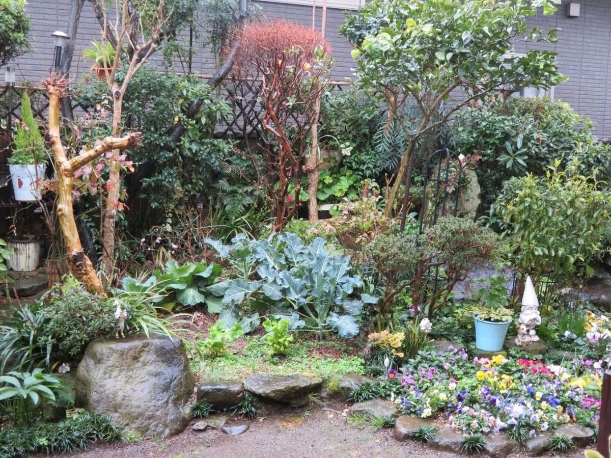 ３月３日の庭先の全景... この日はあいにくの雨降る日... 春を迎えた恵み雨... これで