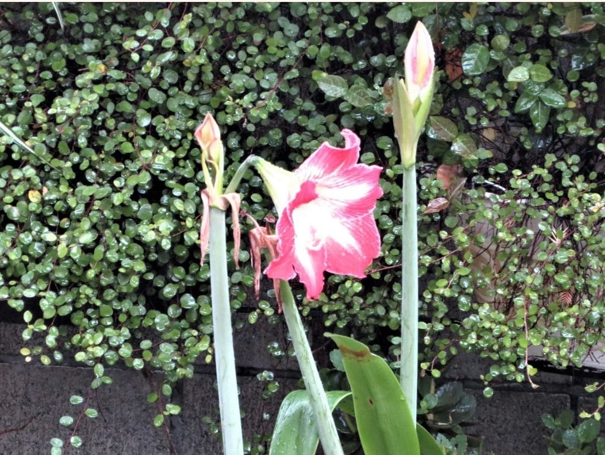 繰り返し咲き続けるアマリリスの花