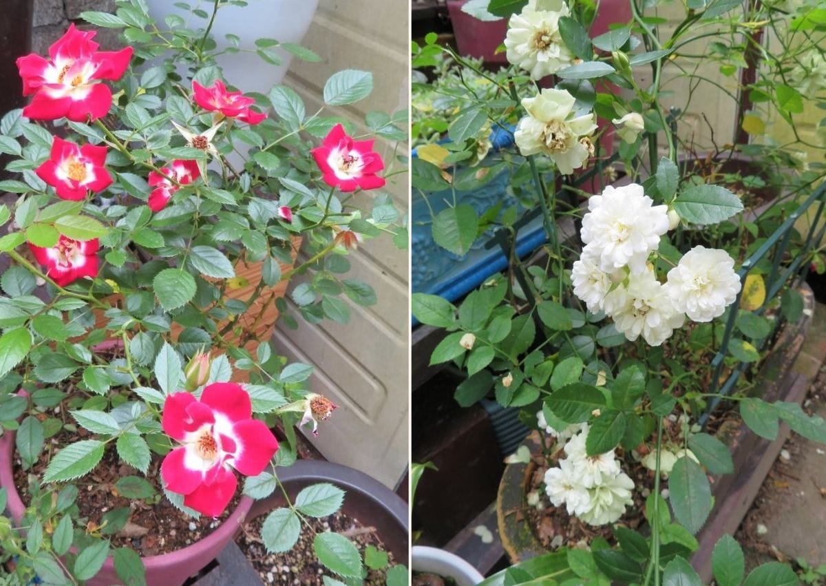 🌻ミニバラの花が仲間を増やして咲いている姿 📷左：半八重咲きリトルアーチストの花の
