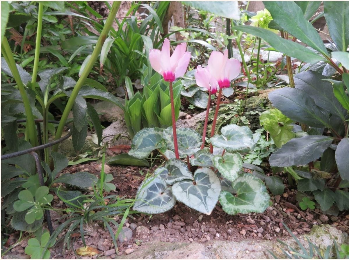 庭先側面の花壇で、クリローに囲まれてたミニシクラメンの花