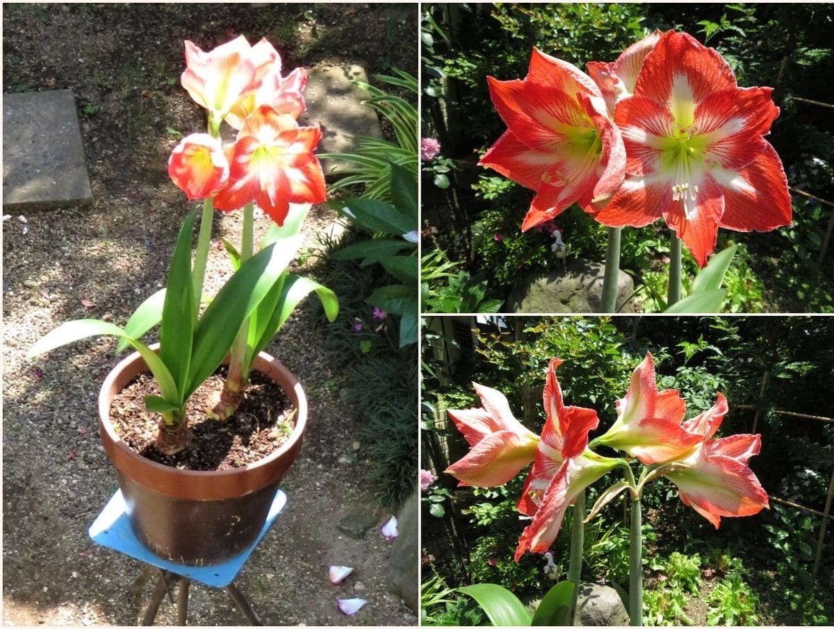 2⃣アマリリスの花...綺麗な姿の３コマ写真 📷左：ベランダから眺めたアマリリスの花...