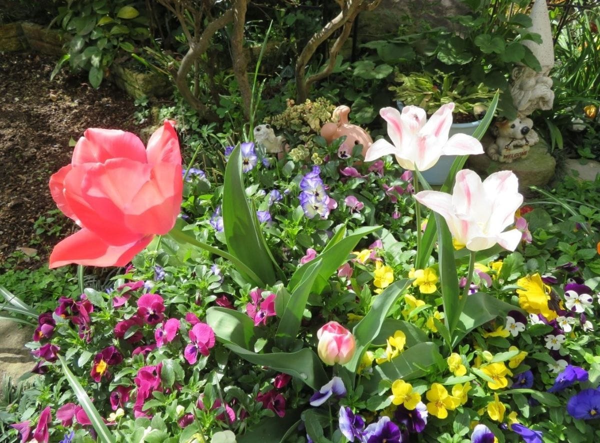 1⃣🌷中央花壇で、パンジービオラの花に囲まれて咲いているチューリップの花が、大きく