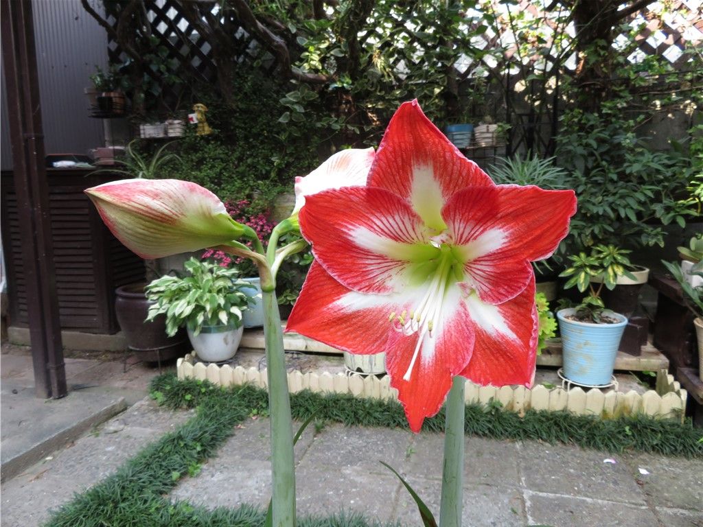 1⃣📷すっかり開いたアマリリスの花...隣の蕾も明日は、花開くだろう