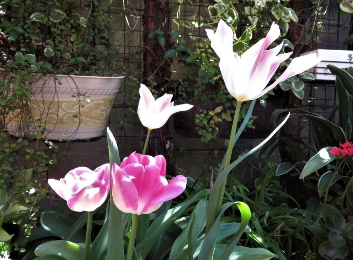 日差しに輝くチューリップの花の姿