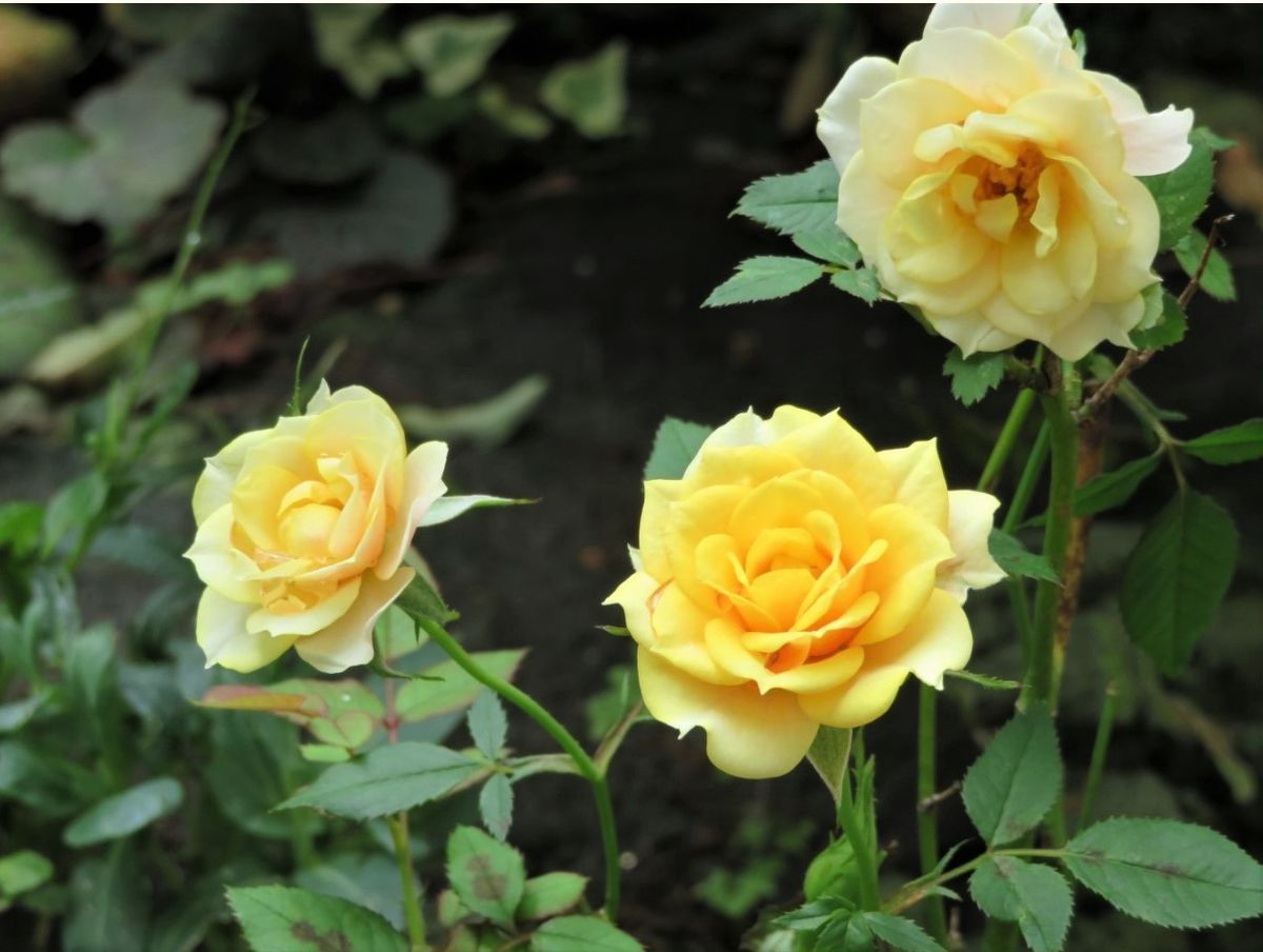 🌻花壇の側で咲いていた３つの黄色いミニバラの花...
