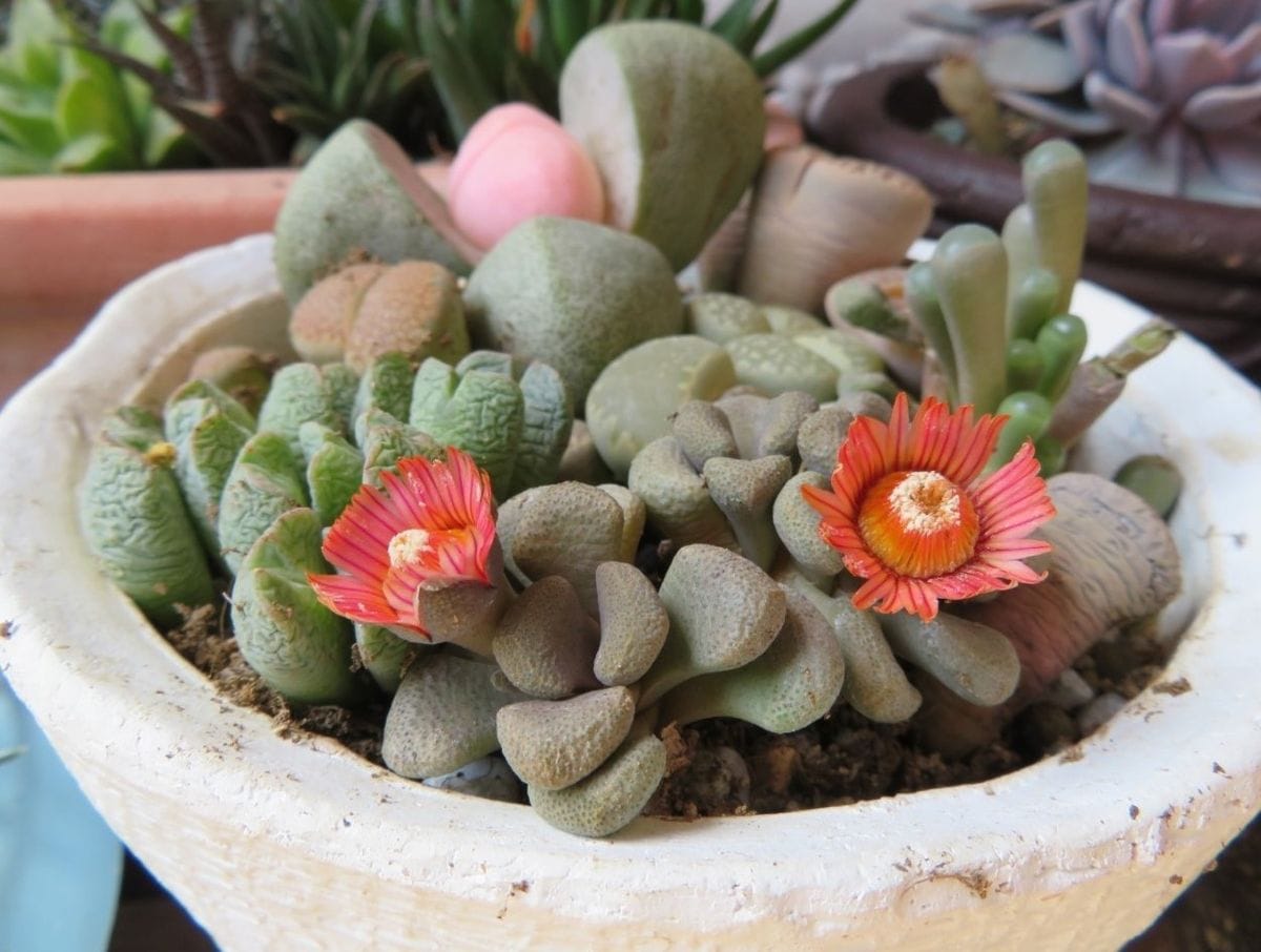 🌻アロイノプシス赤花唐扇(メセンブリアンテマ科)の花...花開く決まった時間で、もう閉