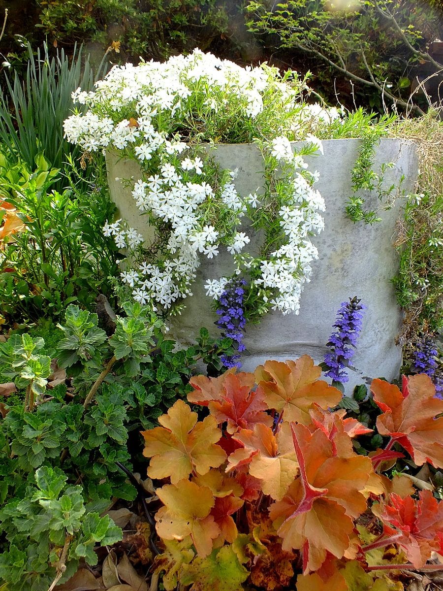 紙の筒に植えた芝桜