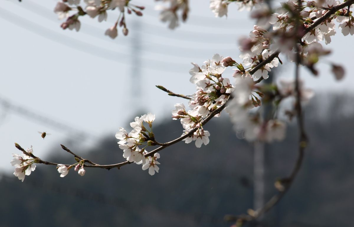  枝の先あたりに虫が飛んでいます。  のどか…。