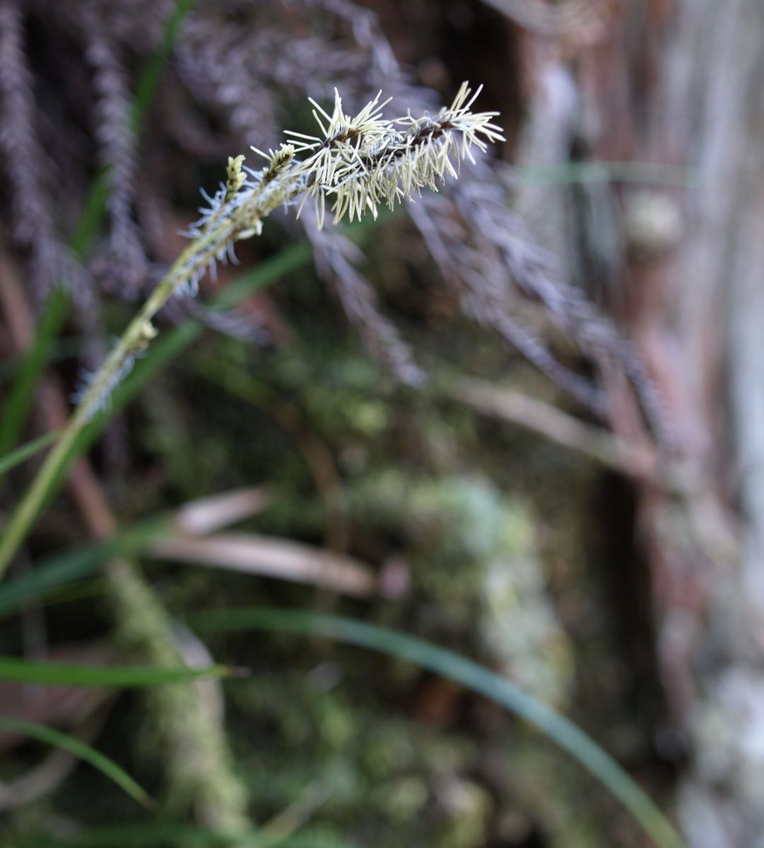  次に、白花ショウジョウバカマと梅花オウレンの自生地にやって来ました。