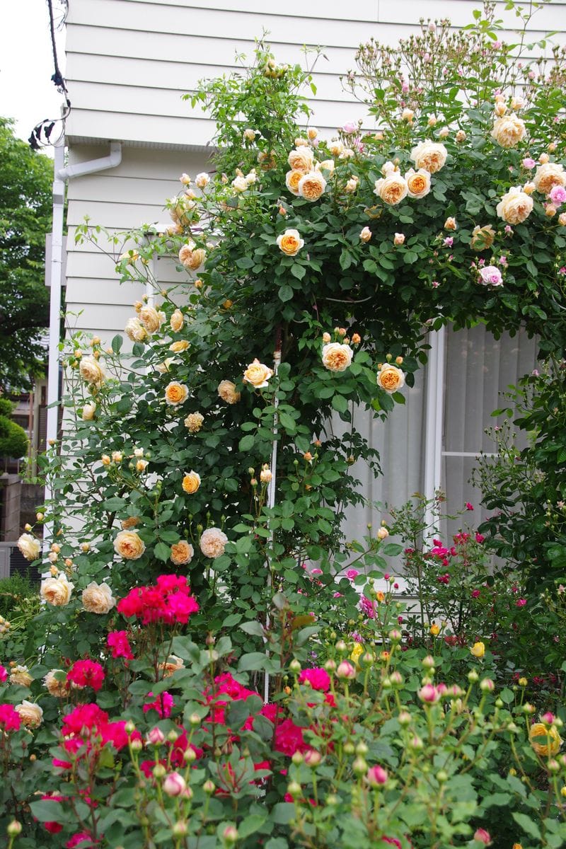 Erクラウン プリンセス マルガリータ ２０１８年の薔薇 のアルバム みんなの趣味の園芸6171
