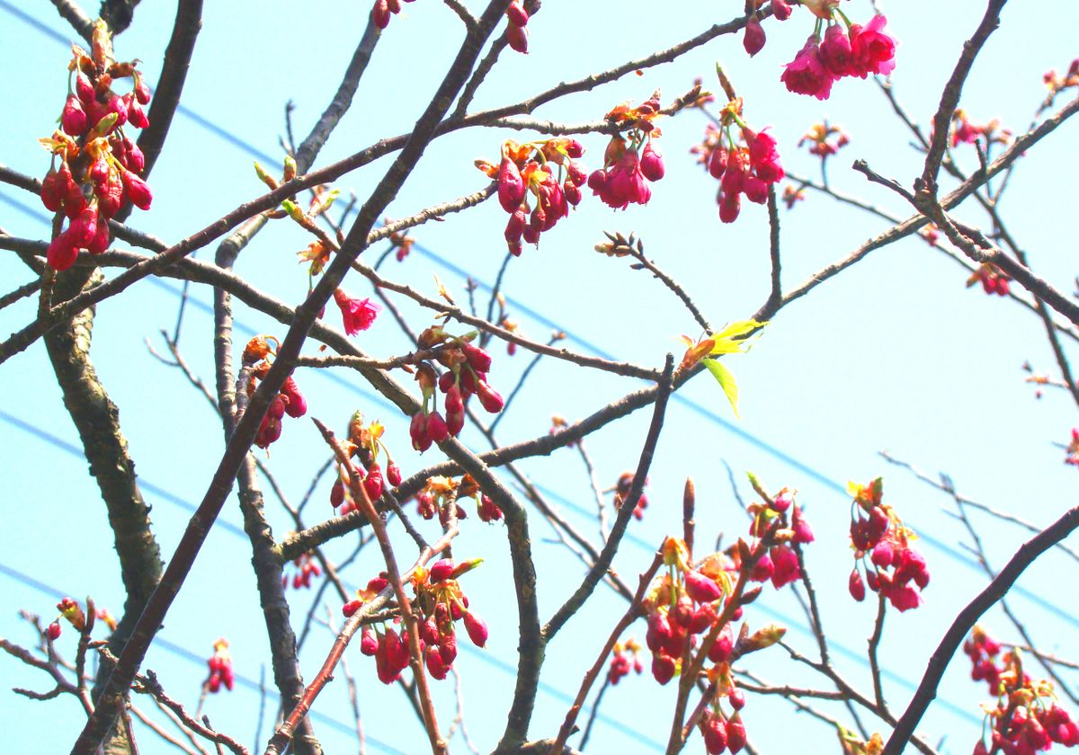 北国でも育ちます 寒緋桜 4月21日現在、二分咲きほどです。 文明開化の電線が、写って