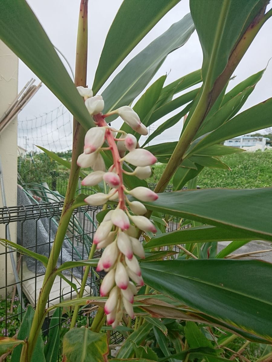 月桃の花 画像は去年咲いた様子。 今年はこれからです。