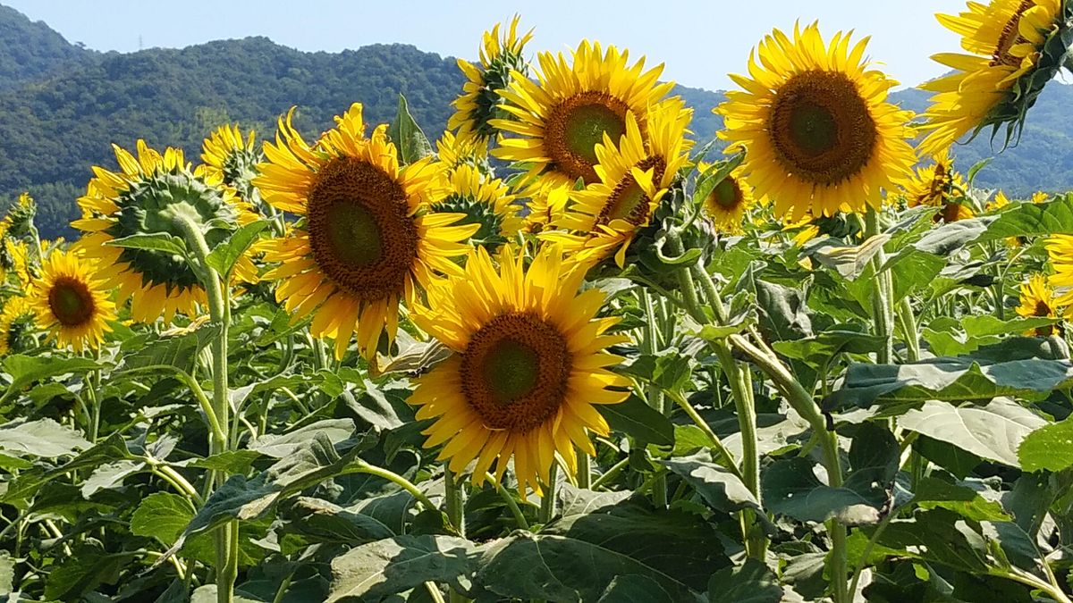  岡山県笠岡市の 向日葵を撮影してきました 暑かった～～～