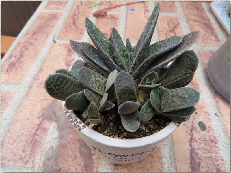 ガステリア(恐竜)Gasteria...科名 / 属名：ススキノキ科 / ガステリア属