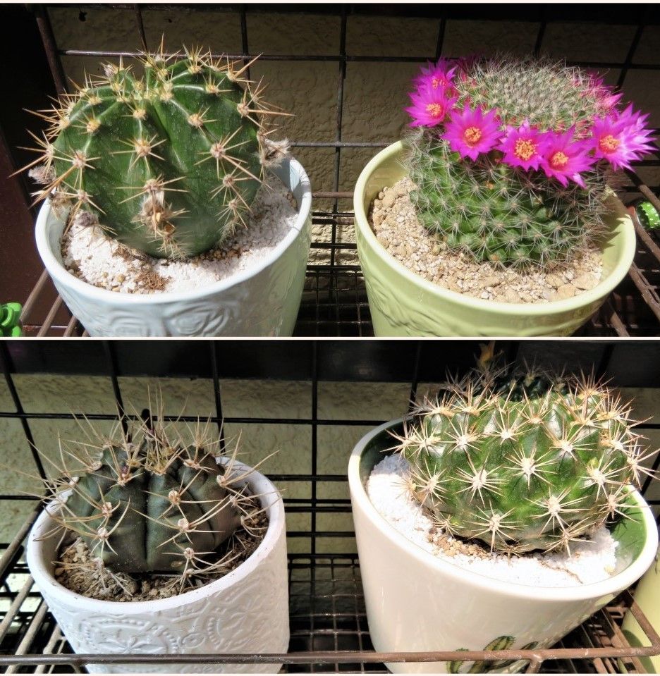 １⃣棘が一杯でも綺麗な花を咲かせる🌵サボテン達 📷上：蕾のある名金鯱（キンチャチ）と