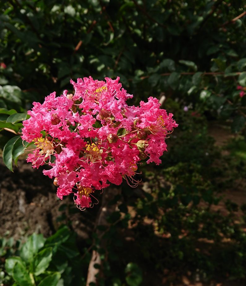 真っ赤な百日紅の花