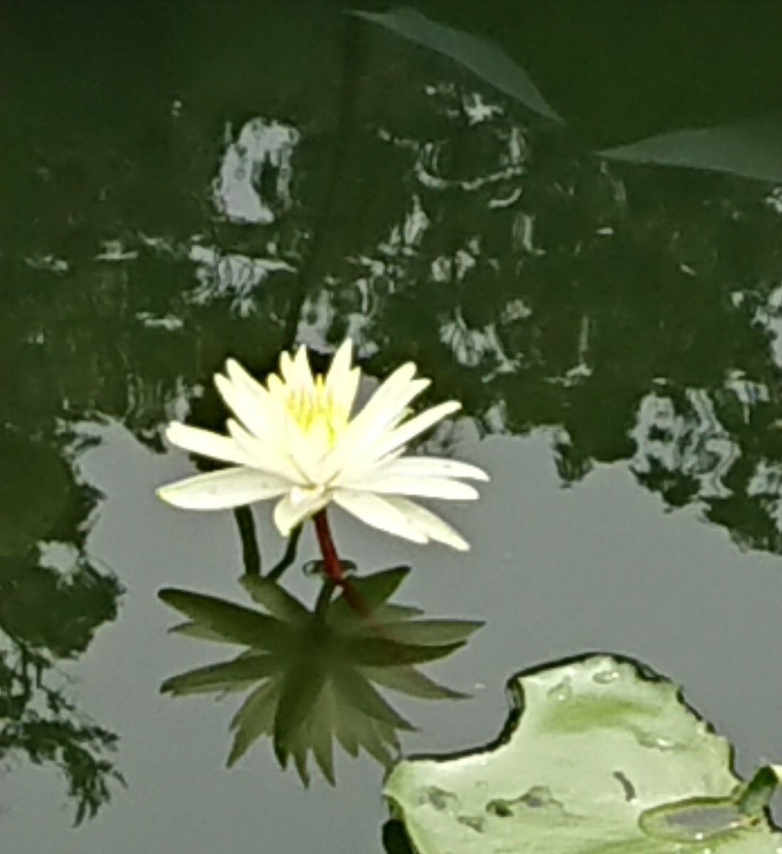 水に映る睡蓮の花 夏の終わりを告げている様です。