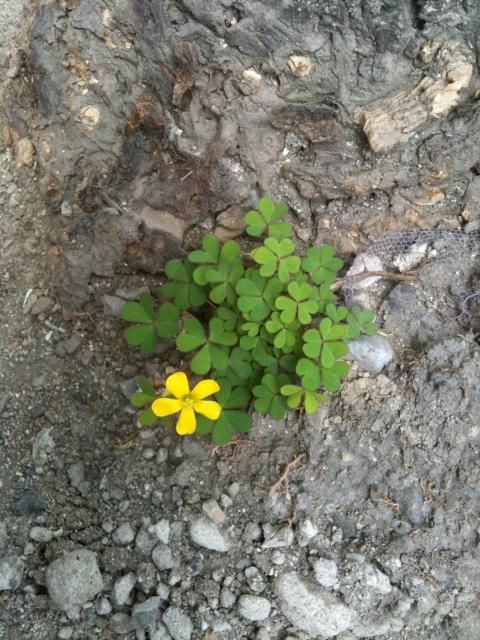 街路樹の根元の荒れた地面にカタバミが咲いていました(^_^)