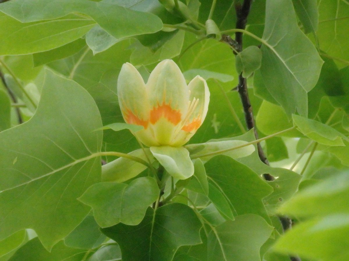 花言葉 見事な美しさ 幸福 田園の ｔｕｌｉｐ ｔｒｅｅ 百合の木 街路樹 のアルバム みんなの趣味の園芸