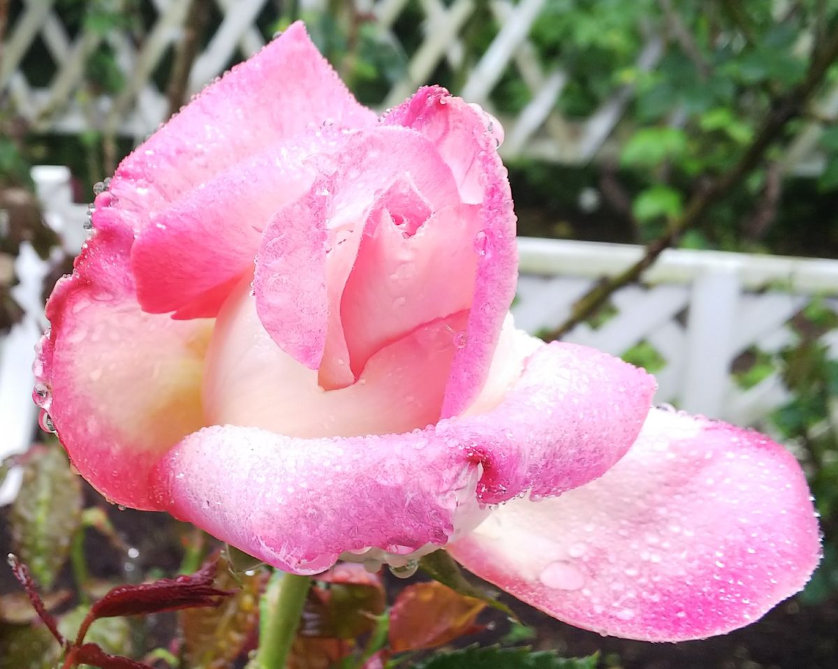 旧イギリス領事館の🌹バラ 開花し始めた🌹バラ